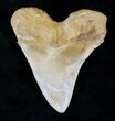 Serrated, Yellow Bone Valley Megalodon Tooth #21600-2